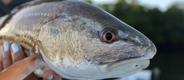 fishing basics for beginners640x280.jpg